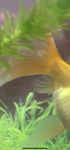 84F1E087-E512-4A88-B6CD-885E3C7F814F.png