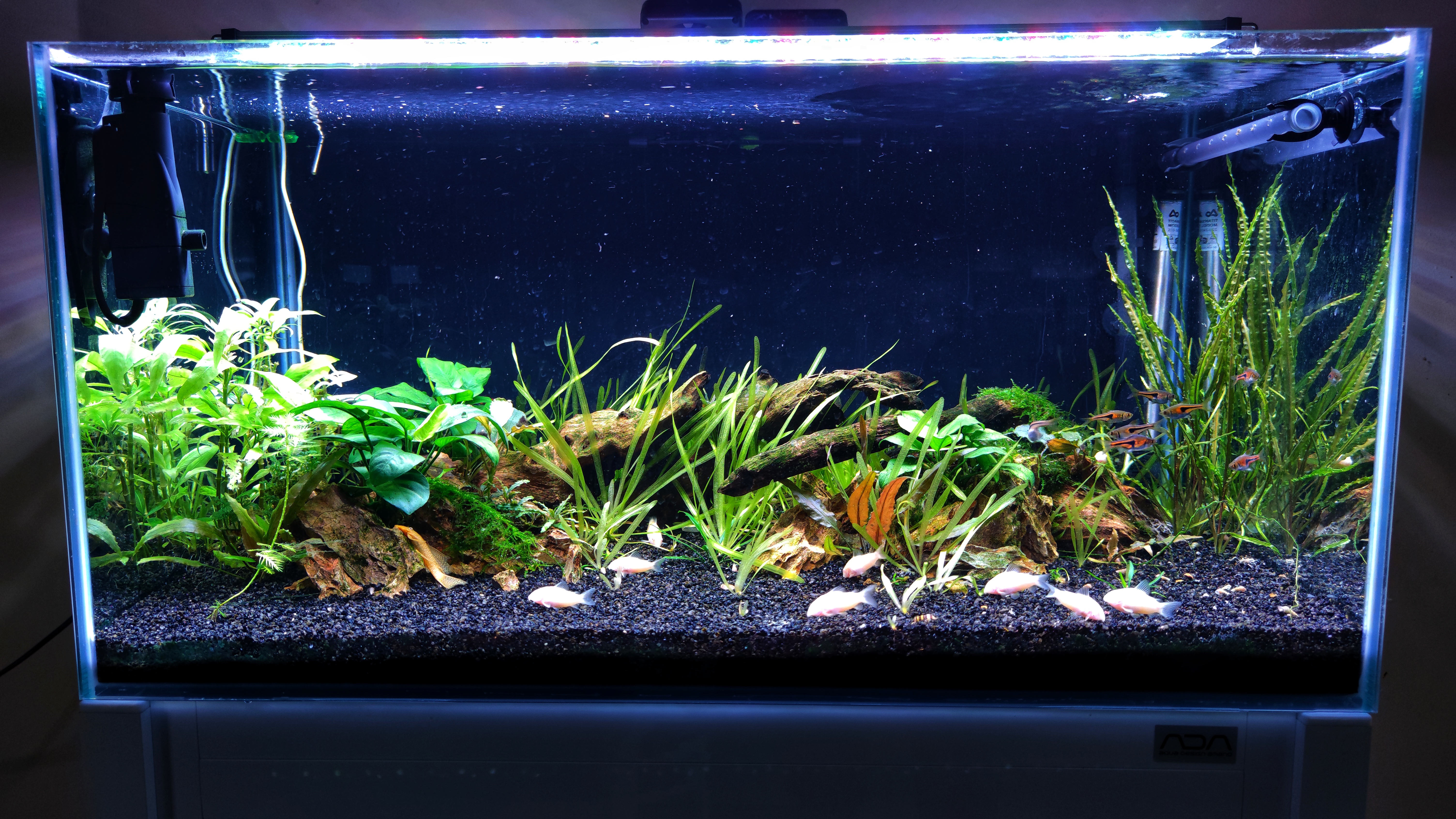 Acuario Low