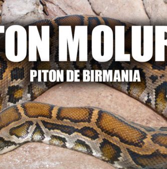 Piton Molurus