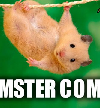 Hamster común