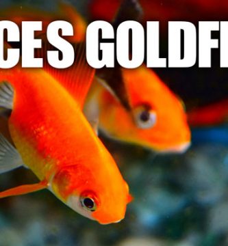 Cuidados peces goldfish