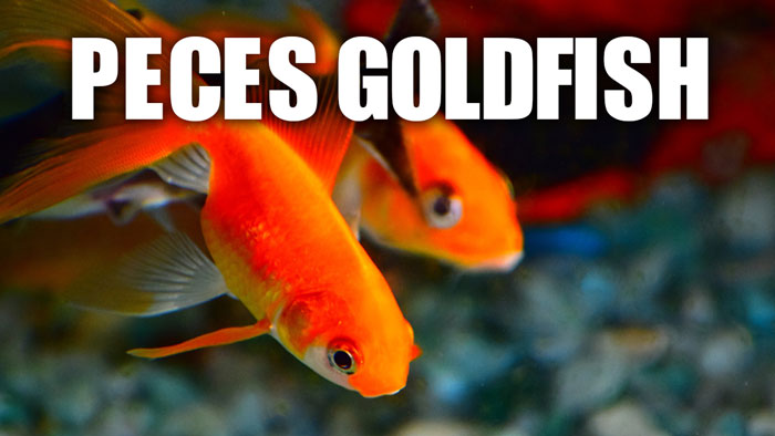 Cuidados peces goldfish